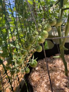 How to Trellis Tomatoes