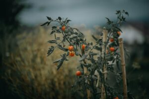 How to Grow Tomatoes in Grow Bags in Small Spaces