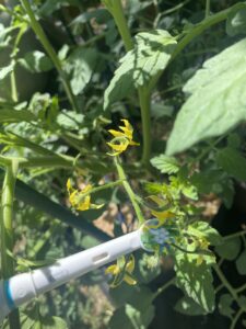 Do Tomatoes Need to Be Pollinated?