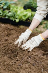 Best Soil for Tomatoes in Containers