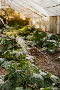 How Often to Water Potted Plants?